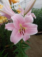 [3519 PO35 Staletti No02.JPG]